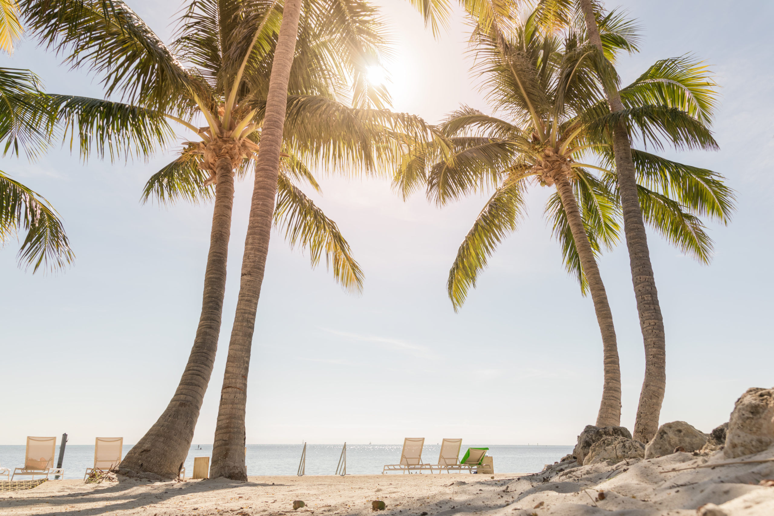 Tropical beach with palm trees and sunny sky